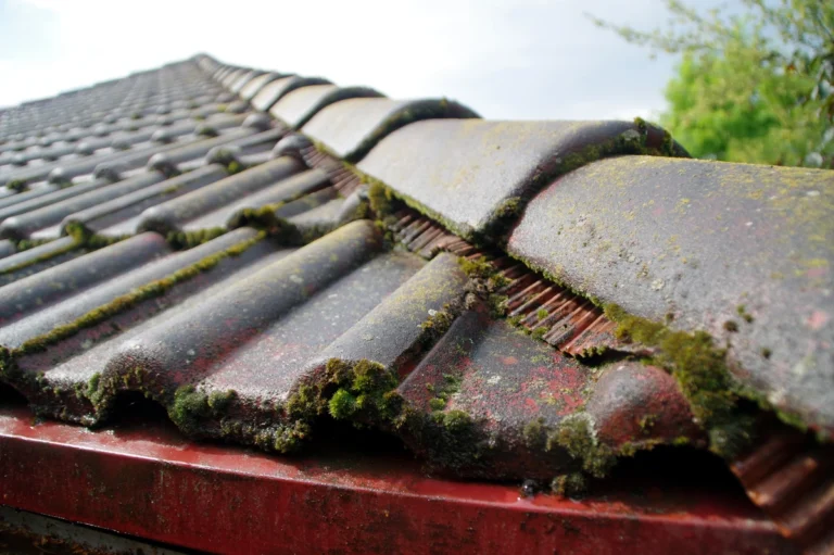 mold on the roof dealing with mold issues