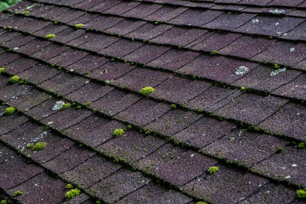 Close-up view of a roof covered with dark brown asphalt shingles, showing roofing granules and patches of green moss and lichen scattered across several rows of shingles.