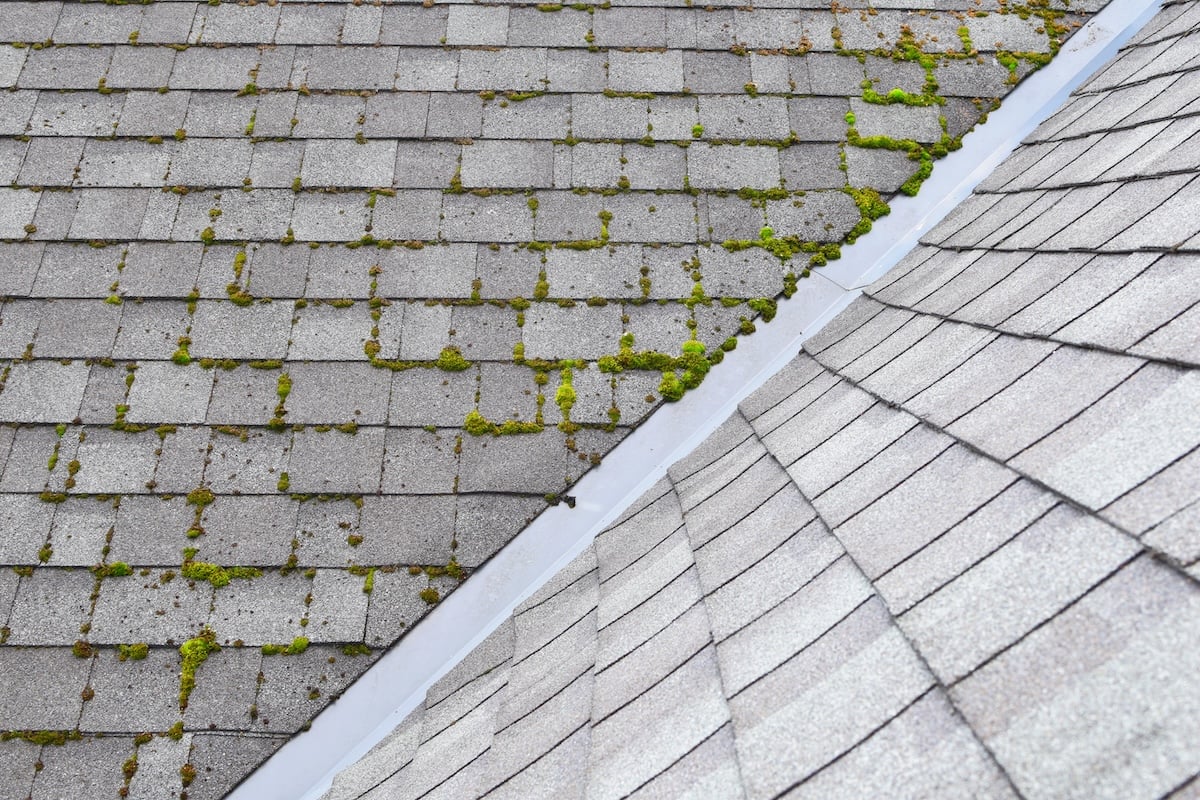 Gray asphalt shingle roof with visible patches of moss on roof covering one slope, while the adjacent slope appears clean and free of moss.