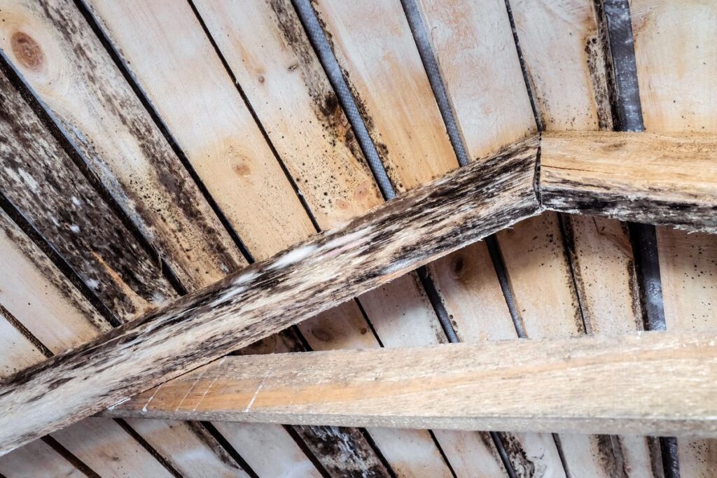 Close-up of a wooden ceiling with visible black mold and mildew stains covering several beams and planks, indicating moisture damage and poor ventilation—common issues addressed by roofing Springfield experts.