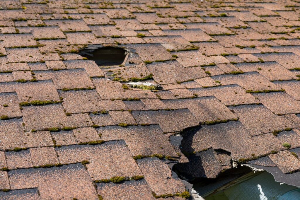 Close-up of a shingle roof in Mount Vernon with visible damage, including large holes and missing shingles. Green moss grows between the shingles, signaling possible water damage and neglect—an issue for any roofing Mount Vernon homeowner.