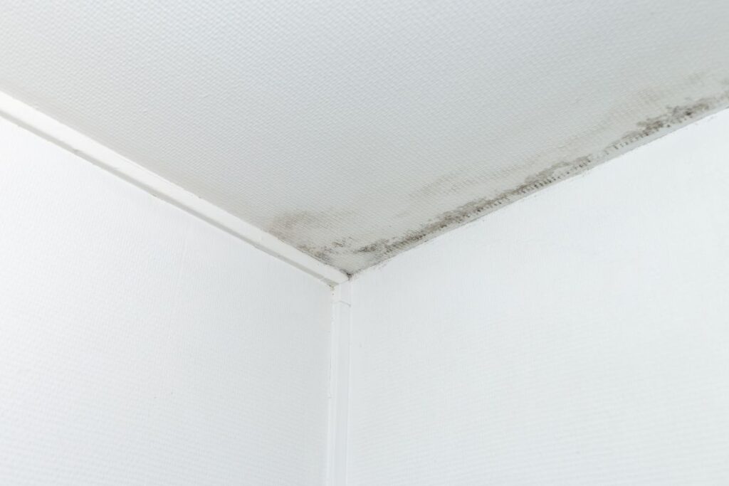 Mold growing along the upper corner of a white room’s ceiling and wall, showing dark patches and discoloration caused by moisture—an issue often linked to roofing Vienna VA homeowners should address promptly.