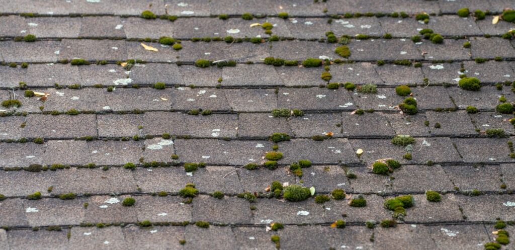 Close-up of a shingled roof with patches of green moss and some light lichen growing between and on top of the shingles. The roof shows signs of age and weather exposure.