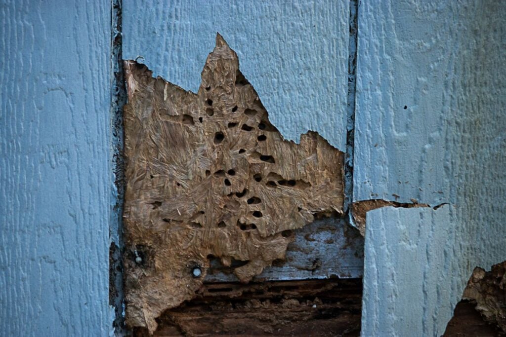 Close-up of blue painted wood with a large section of paint peeled away, revealing damaged and textured wood underneath with multiple small holes.