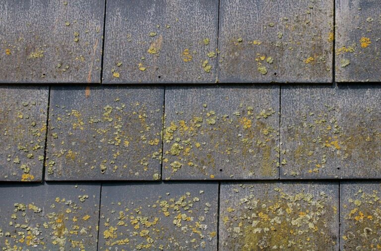 Close-up of rectangular dark gray roof shingles covered in patches of yellow and green lichen.