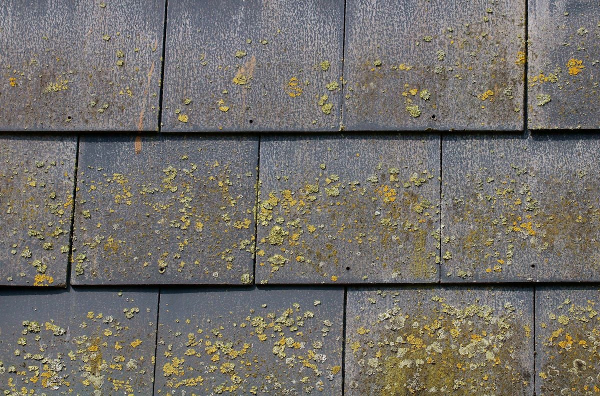 Close-up of rectangular dark gray roof shingles covered in patches of yellow and green lichen.