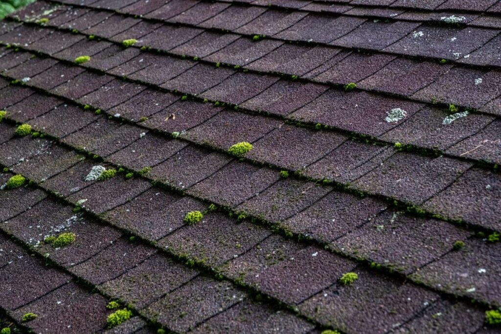 Dark asphalt roof shingles covered in patches of green moss and lichen.