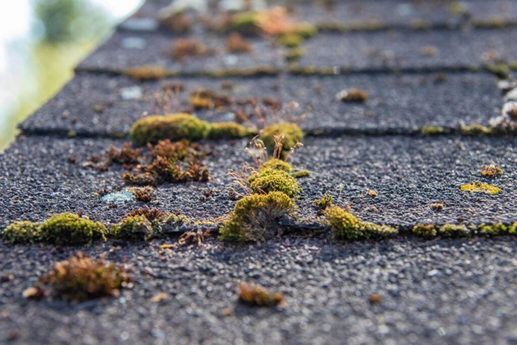 Patches of moss growing between the shingles on a roof.